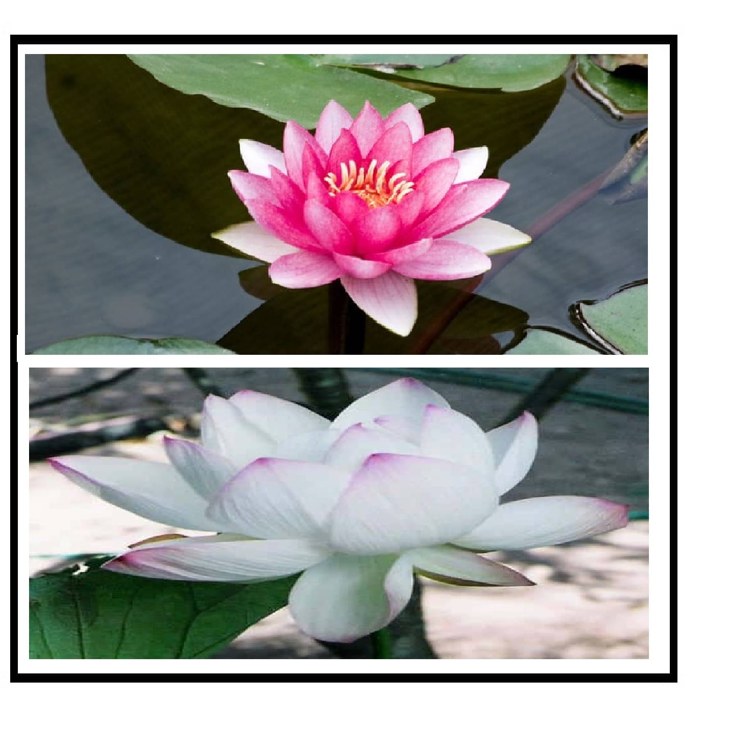 PREMIUM 2 color WHITE AND PINK bowl lotus seeds 10 SEEDS AND MANUAL PREMIUM 2 color WHITE AND PINK bowl lotus seeds 10 SEEDS AND MANUAL