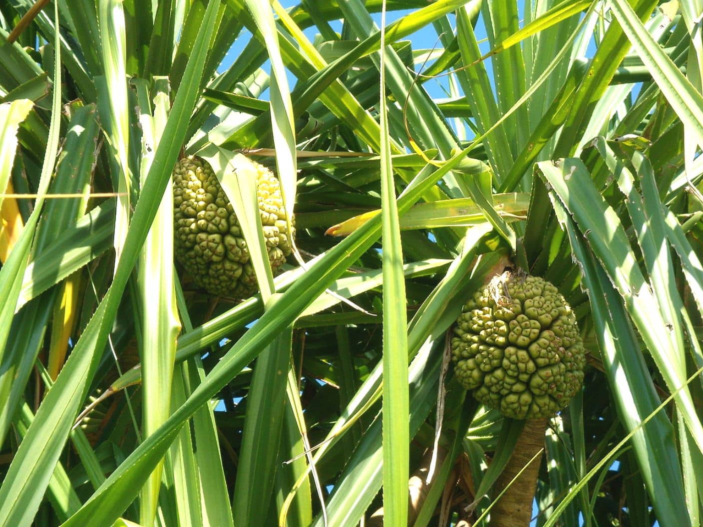 Buy Plantzoin Screw pine Ketaki Pandanus odorifer Live Plant