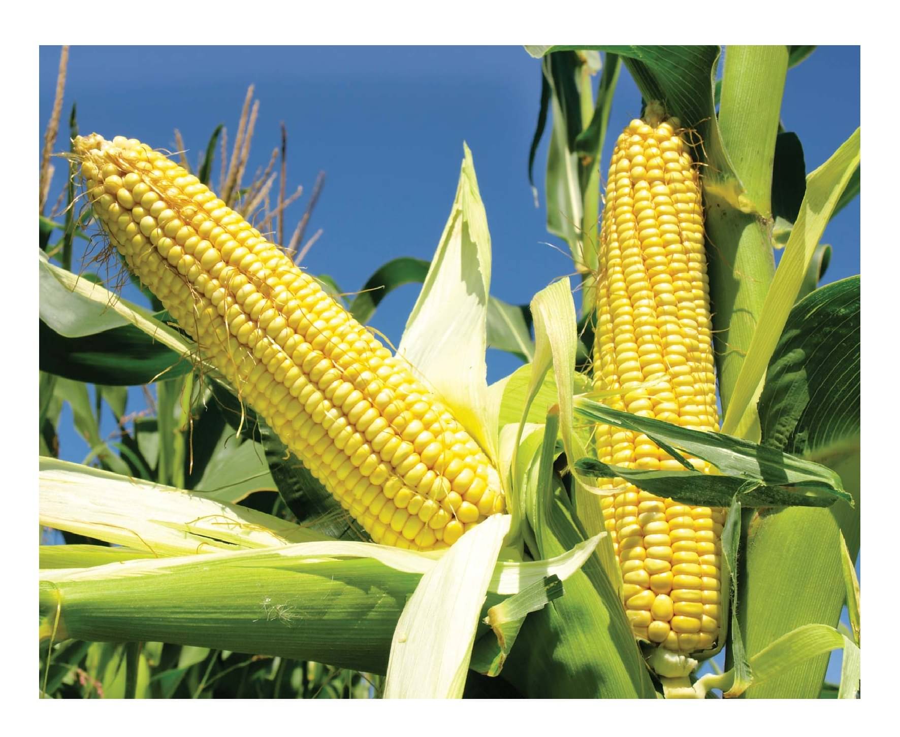     			SWEET F1 HYBRID CORN BHUTTA 50 SEEDS PACK