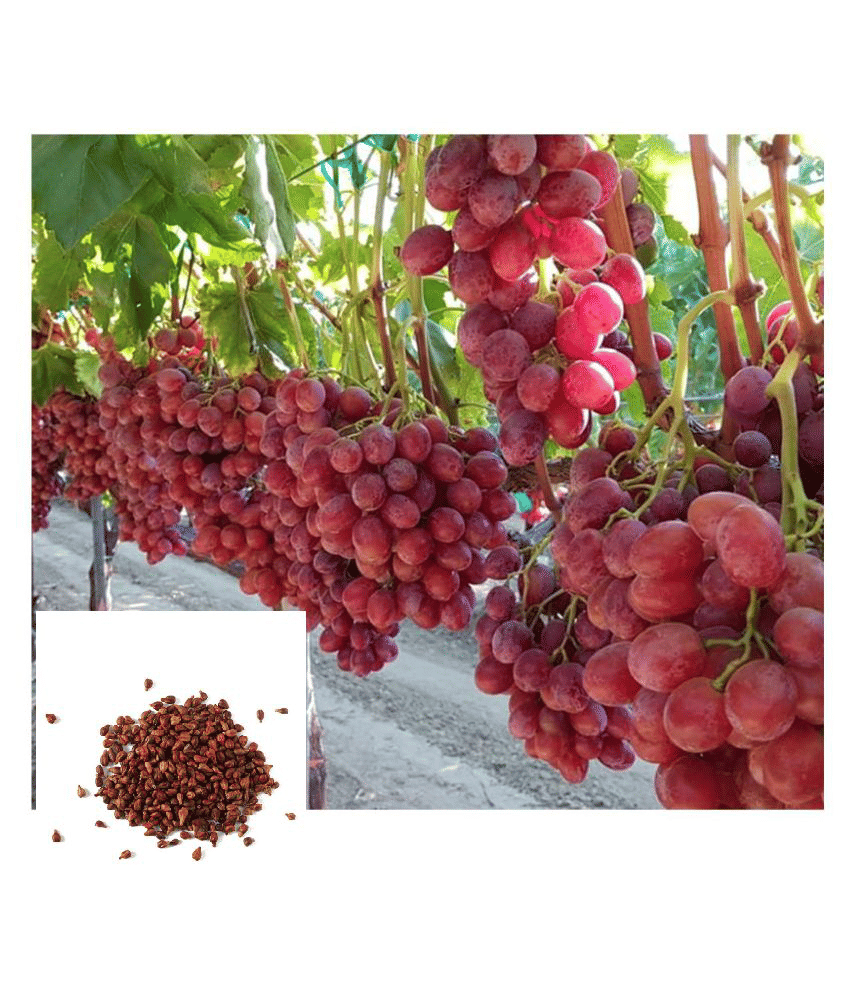 Grape Seeds Fruit Plant Seeds For Home Garden Kitchen Garden Fruit - 20 seed