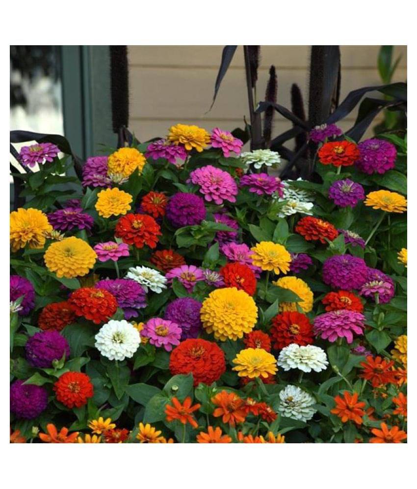    			Zinnia Flower30 Seeds In Different Colors F1 Hybrid with growing cocopeat