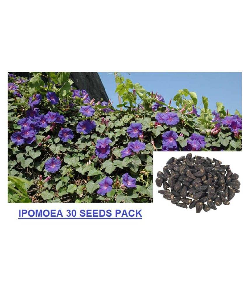 OLD STORE IPOMOEA MORNING GLORY FLOWER PLANT 30 SEEDS PACK N MANUAL OLD STORE IPOMOEA MORNING GLORY FLOWER PLANT 30 SEEDS PACK N MANUAL