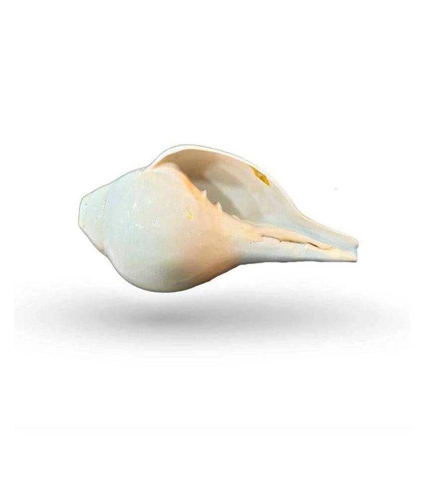 Blowing Shankh with Brass Stand Blowing Shankh Natural for Pooja Loud & Vamavarti (White) Pooja/Pujan Conch 5.5 inch with brass stand Blowing Shankh with Brass Stand Blowing Shankh Natural for Pooja Loud & Vamavarti (White) Pooja/Pujan Conch 5.5 inch with brass stand