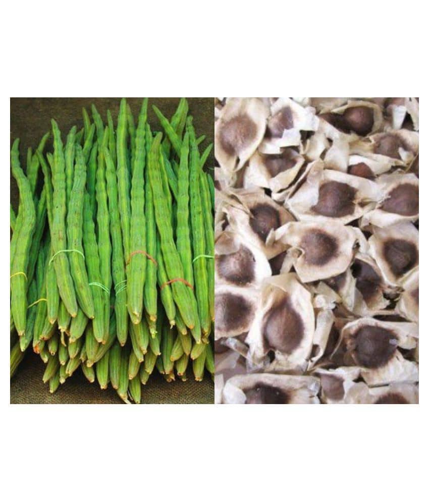 Hybrid Drumstick Murungai Vegetable - 15 seed+ Instruction Manual Inside The Package