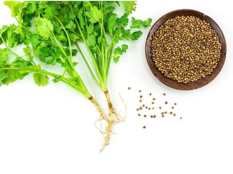 Coriander (Dhaniya) Best Quality Seeds - Pack of 200 Premium Seeds
