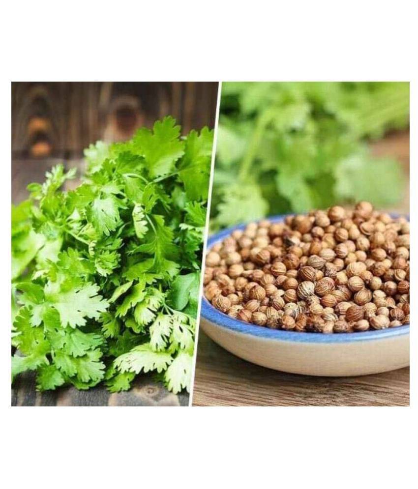     			Coriander (Dhaniya) F1 High yielding Best Quality Seeds - Pack of 200 Premium Seeds