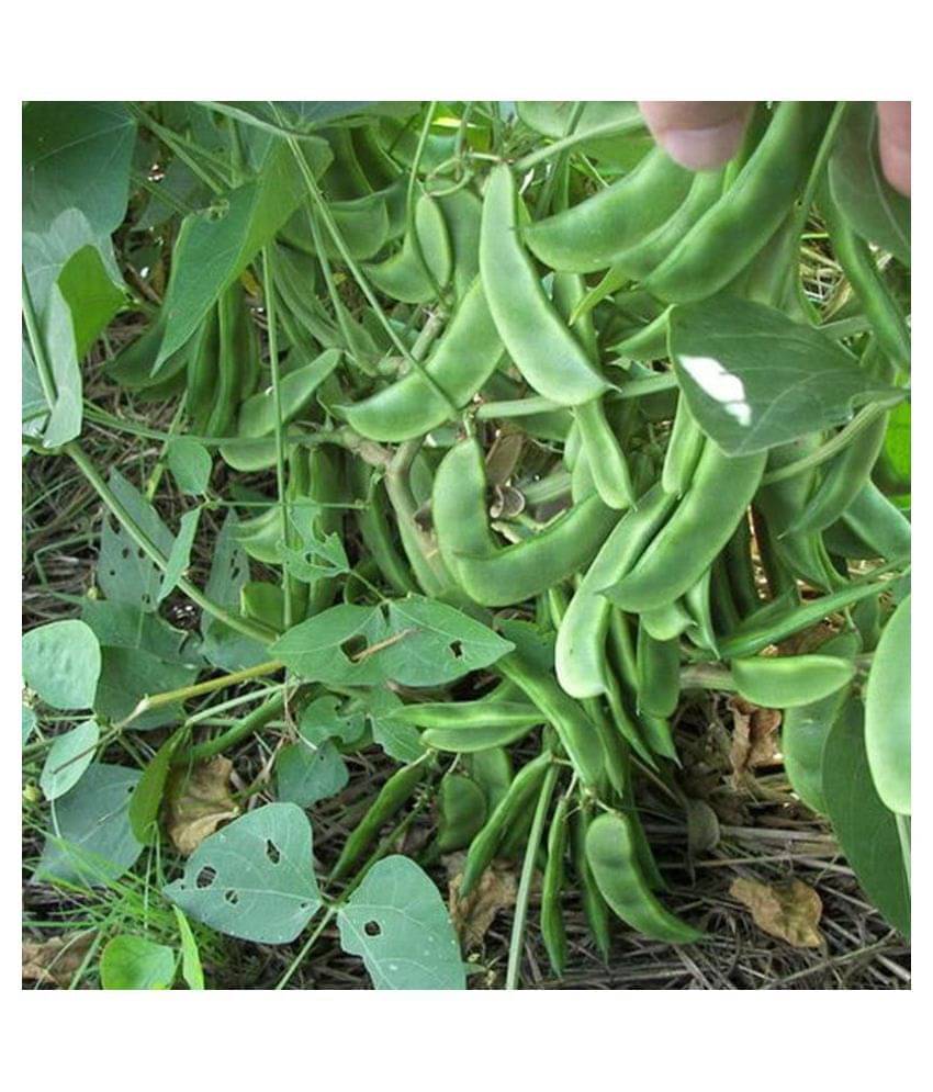     			Nature Trade Hybrid Creeper Seeds Beans / Dolichus Beans -Lablab seeds / Seem (Pack of 20 seeds)