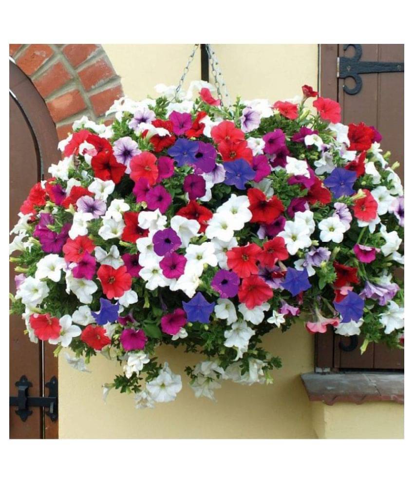 Petunia Flower Best Quality Premium Hyrbrid seeds (Pack of 40) Petunia Flower Best Quality Premium Hyrbrid seeds (Pack of 40)