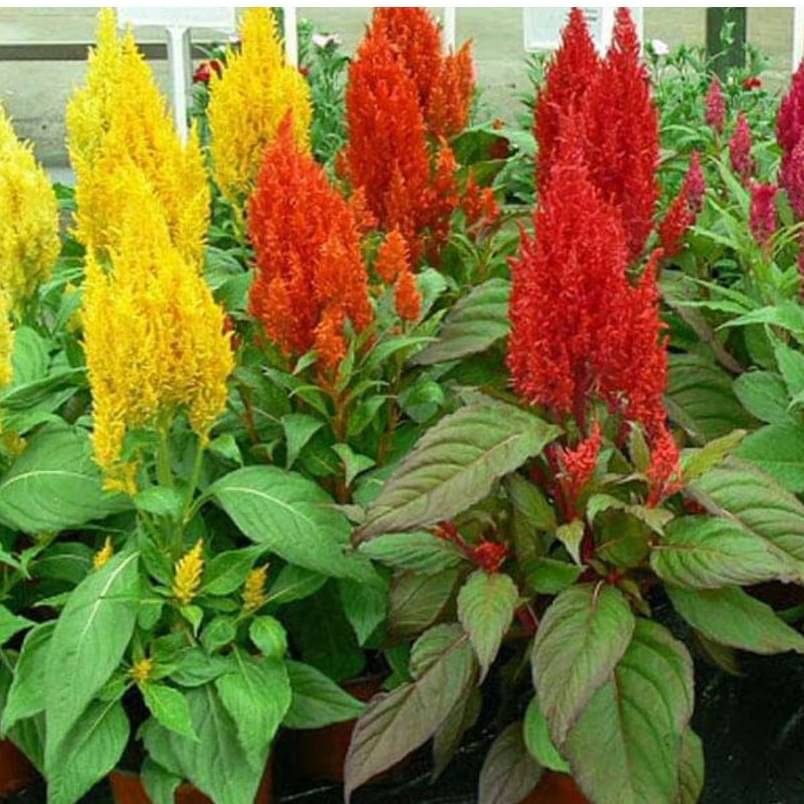     			Celosia mixed flower seeds ( 50+ seeds)