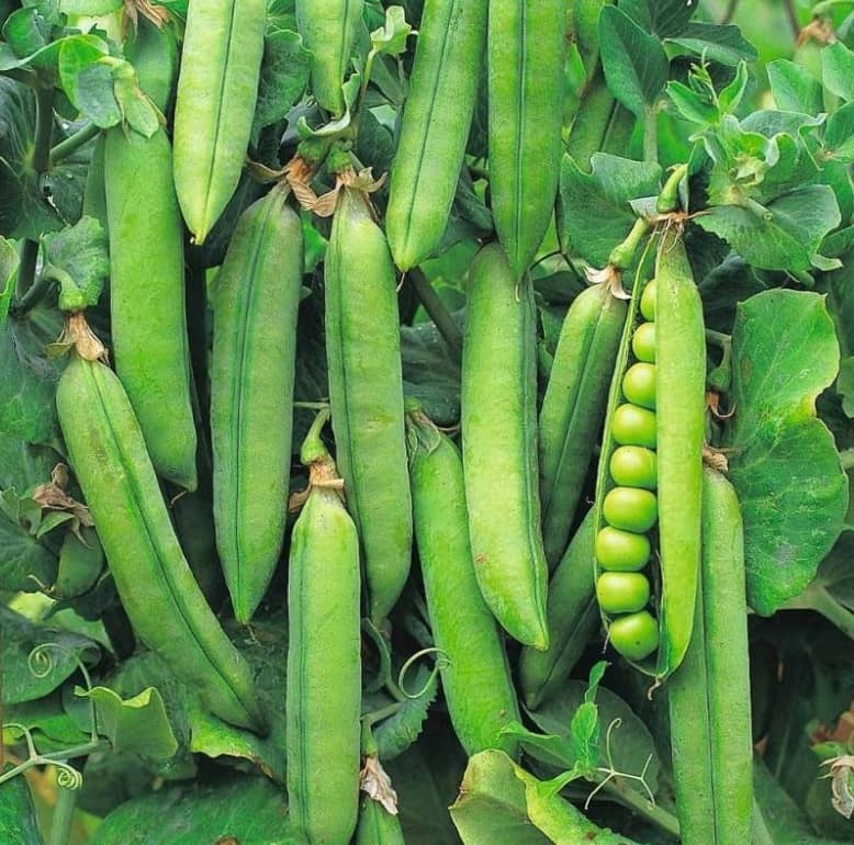 F1 Hybrid Peas Vegetable Seeds ( 50 Seeds)