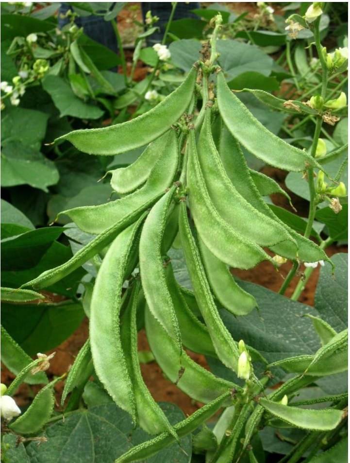 Lablab Seeds F1 Hybrid Creeper Seeds Beans (Pack of 30 Seeds) Lablab Seeds F1 Hybrid Creeper Seeds Beans (Pack of 30 Seeds)