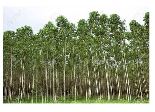 EUCALUYPTUS SAFEDA TREE 10 GM SEEDS PACK WITH MANUAL EUCALUYPTUS SAFEDA TREE 10 GM SEEDS PACK WITH MANUAL