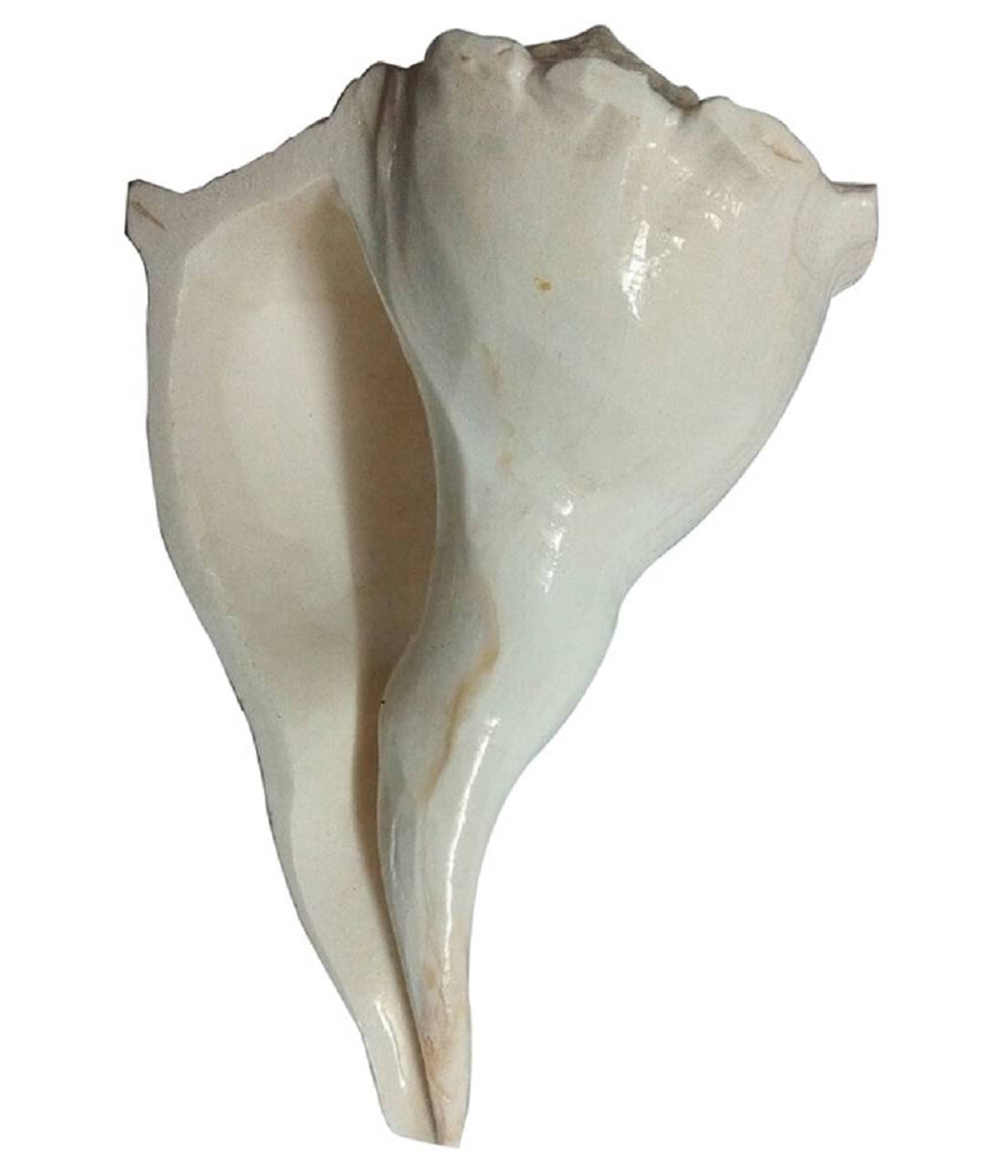 ShivaRatna Dhakshinavarti Laxmi Pooja Shankh - Conch ( 6 Inch Length )     			ShivaRatna Dhakshinavarti Laxmi Pooja Shankh - Conch ( 6 Inch Length )