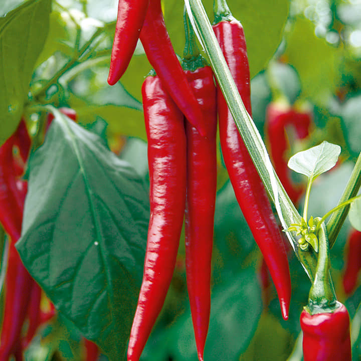 Long Hot and Spicy Red Chili Pepper Seeds 100