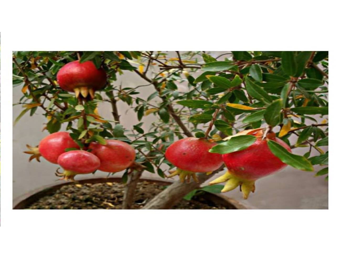     			DWARF POMEGREANATE ANAR SEEDS 50 SEEDS WITH MANUAL