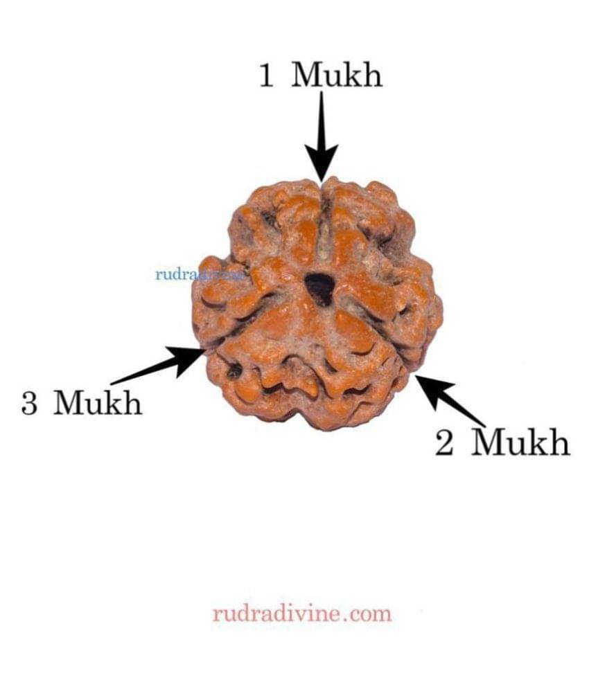     			RUDRA DIVINE Rudraksha Pack of 1