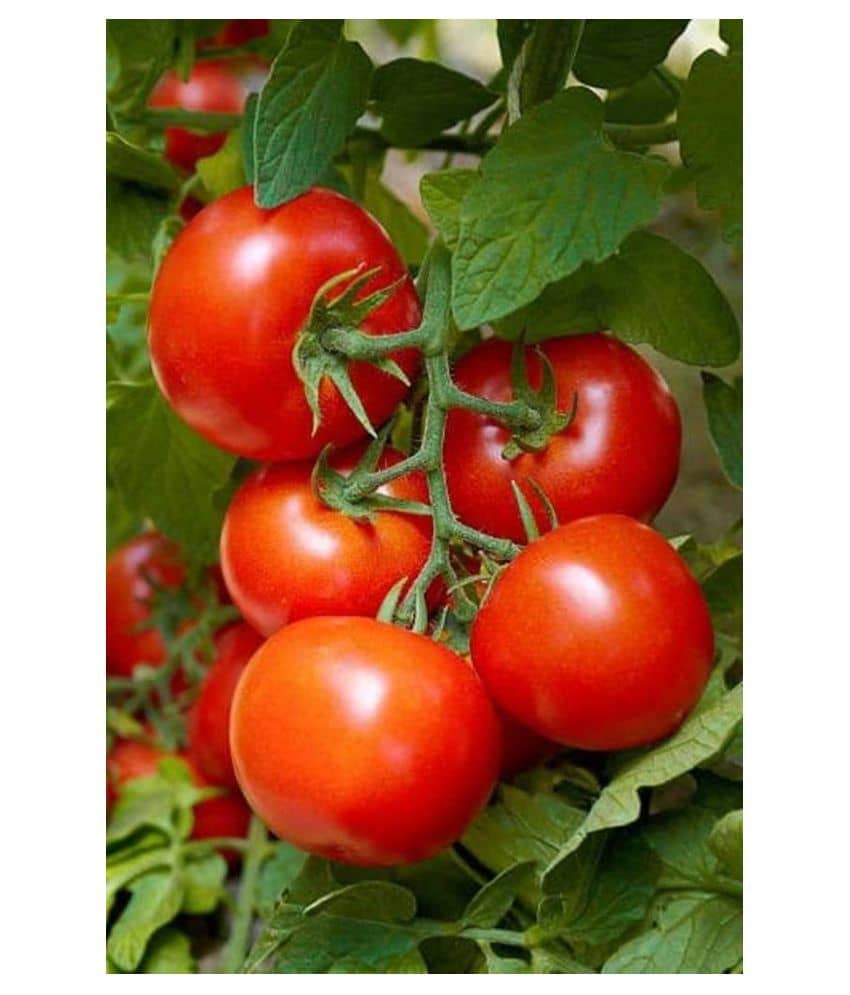 Hybrid Indian Tomato | Tamatar 50 Seeds Pack