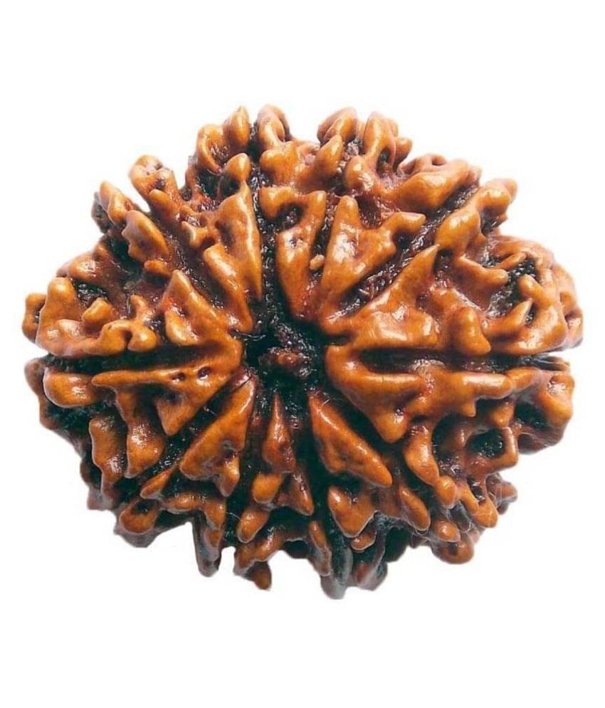     			ShivaRatna Lab Certified 10 Mukhi Nepali Rudraksha (20-22mm Size) Good Shape & Matured Bead