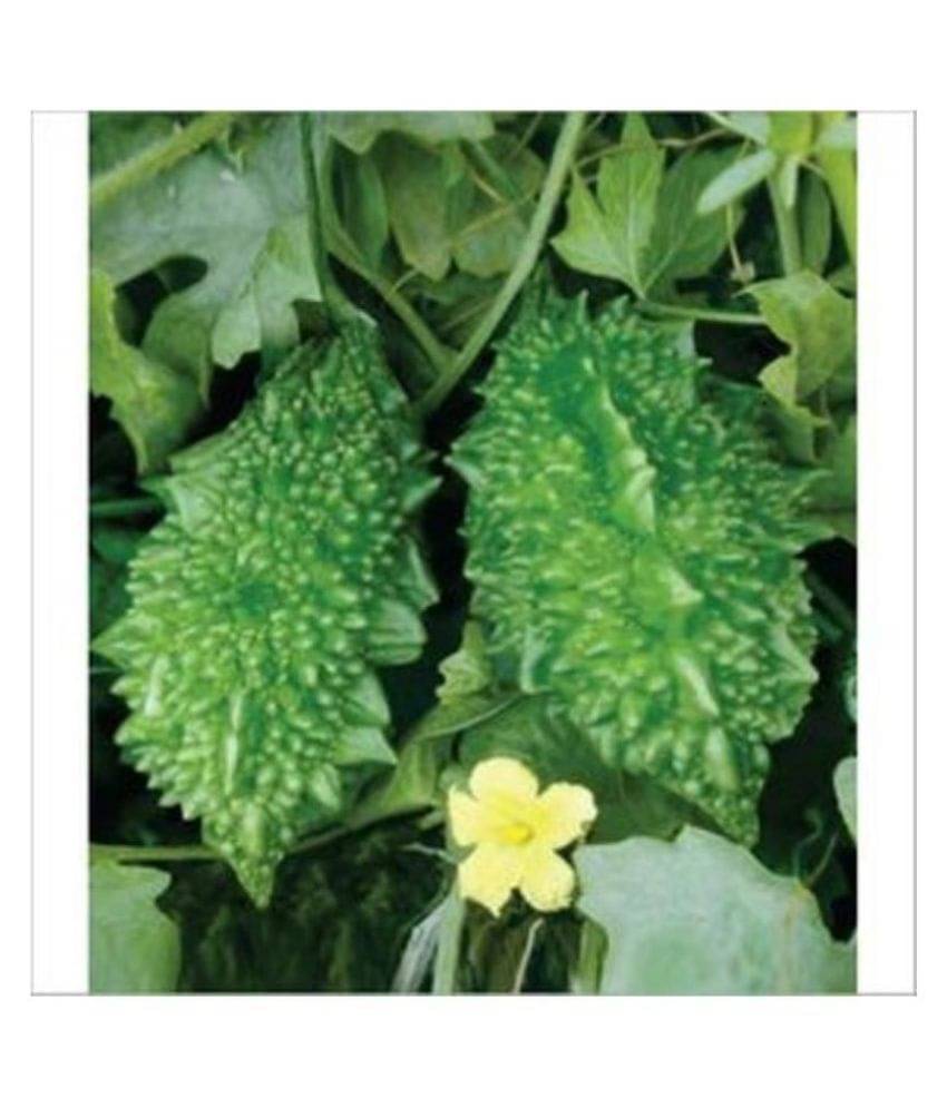     			Nature Trade Bitter Gourd Seed, F1 Hybride (20 seeds)