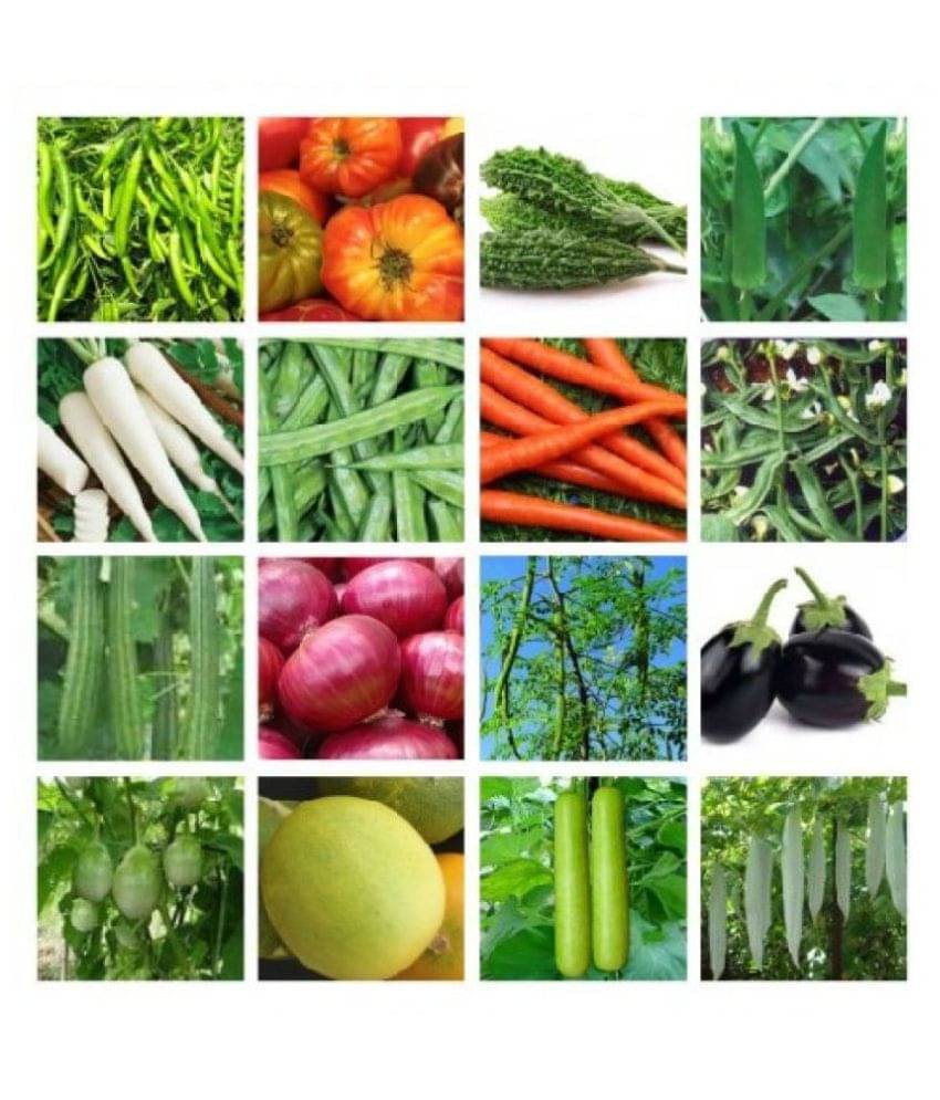 OLD STORE 16 VEGETABLE SEEDS COMBO ( MORE THAN 250 SEEDS) 15-15 SEEDS OF EACH ONE WITH MANUAL OLD STORE 16 VEGETABLE SEEDS COMBO ( MORE THAN 250 SEEDS) 15-15 SEEDS OF EACH ONE WITH MANUAL