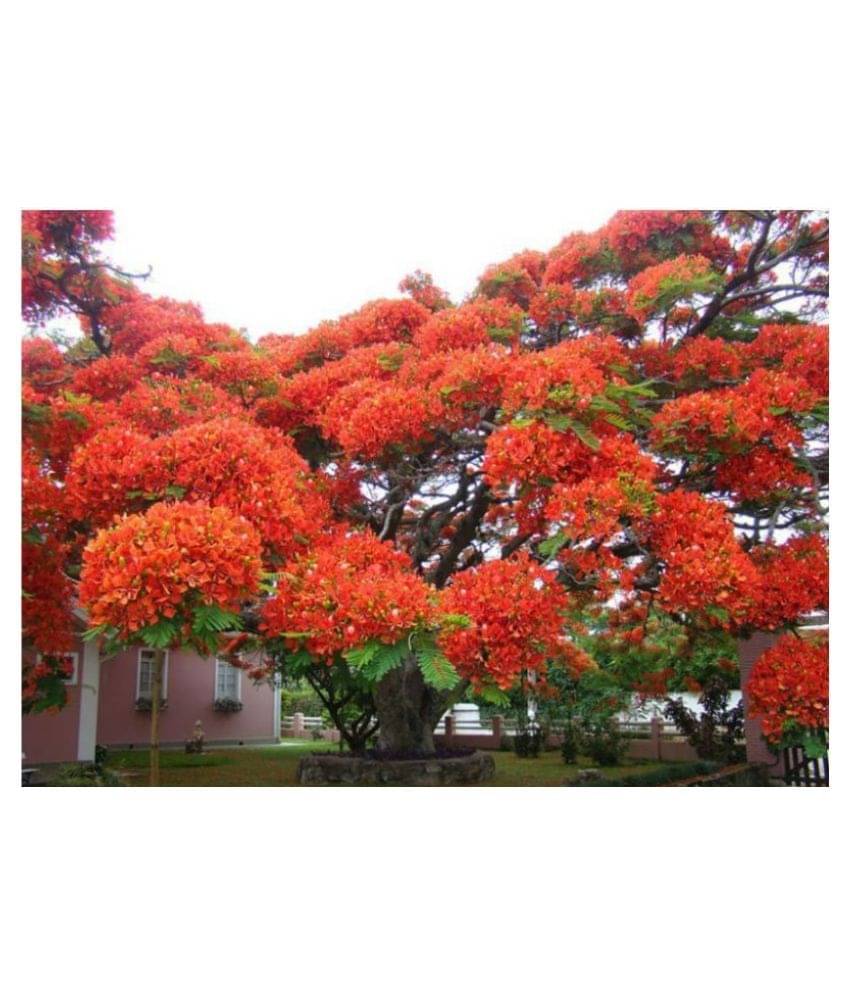 Delonix regia, Gulmohar, Flamboyant, Flame of the forest, Royal Poinciana Flowering Tree Seeds - Pack of 5 Seeds Delonix regia, Gulmohar, Flamboyant, Flame of the forest, Royal Poinciana Flowering Tree Seeds - Pack of 5 Seeds