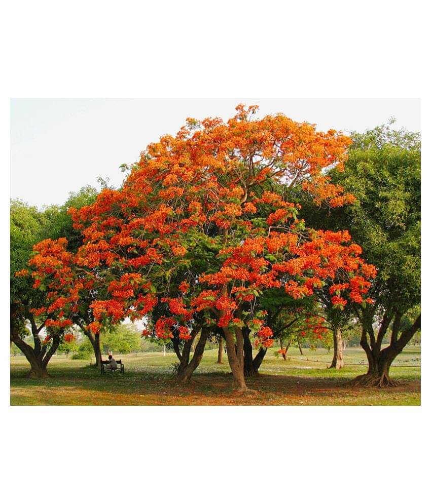     			Delonix regia, Gulmohar, Flamboyant, Flame of the forest, Royal Poinciana Flowering Tree Seeds - Pack of 5 Seeds