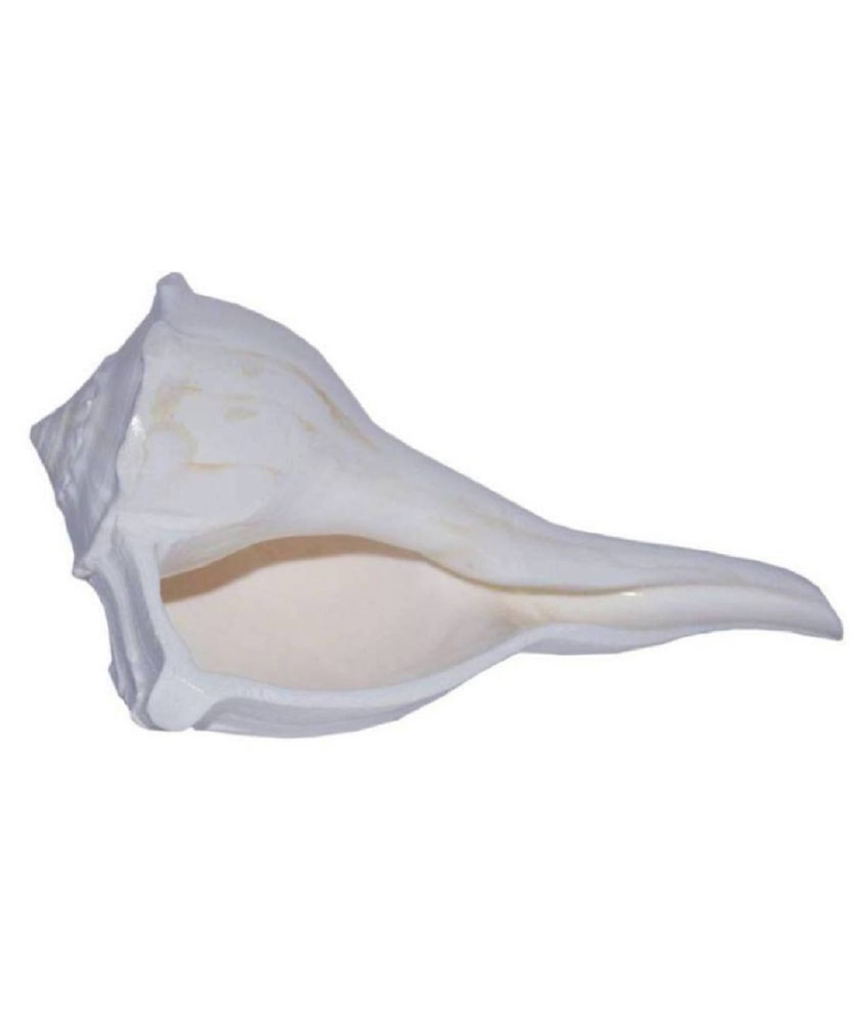 ShivaRatna Right Shankh / Dakshinamukhi Shankh (4-5 Inch Size) Natural Shankh     			ShivaRatna Right Shankh / Dakshinamukhi Shankh (4-5 Inch Size) Natural Shankh