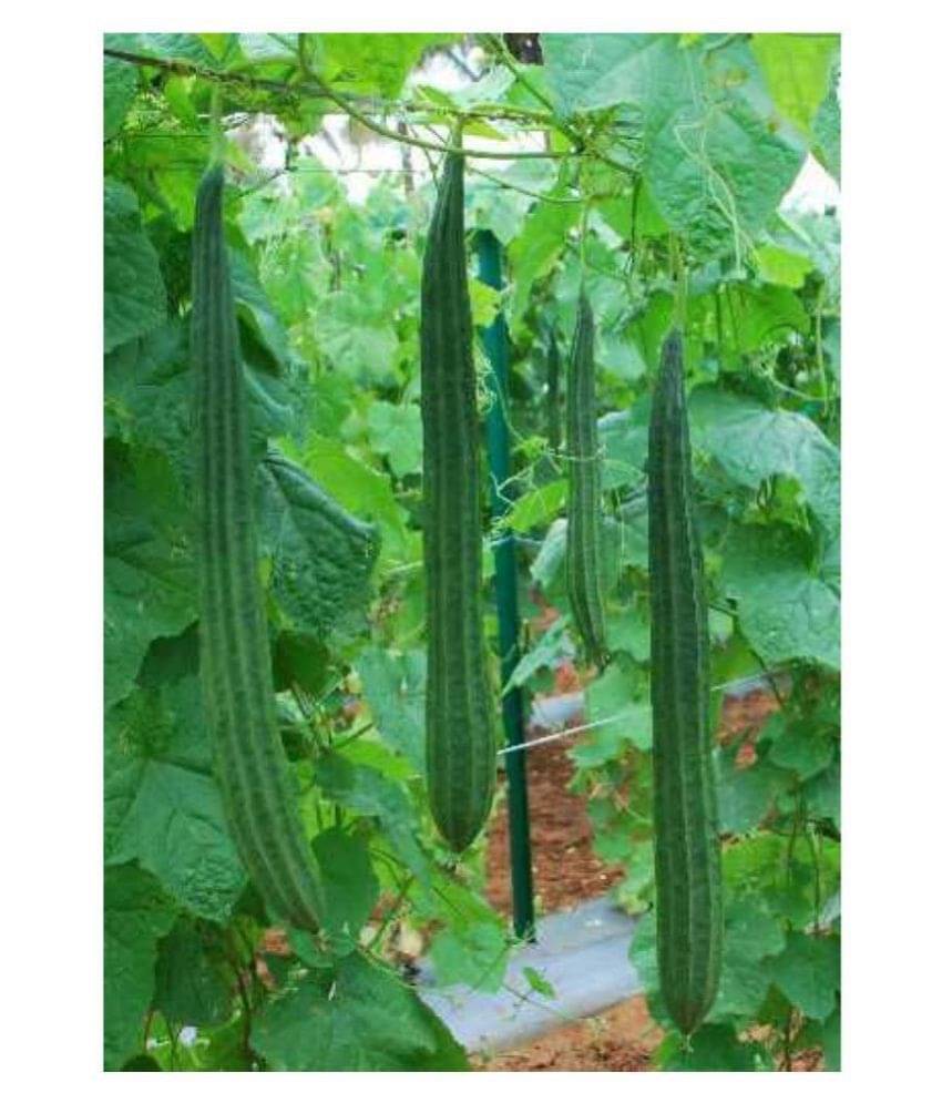 F1 Hybride Ridge GOURD TORAI TAROI Seed (20 seeds) WITH MANUAL F1 Hybride Ridge GOURD TORAI TAROI Seed (20 seeds) WITH MANUAL