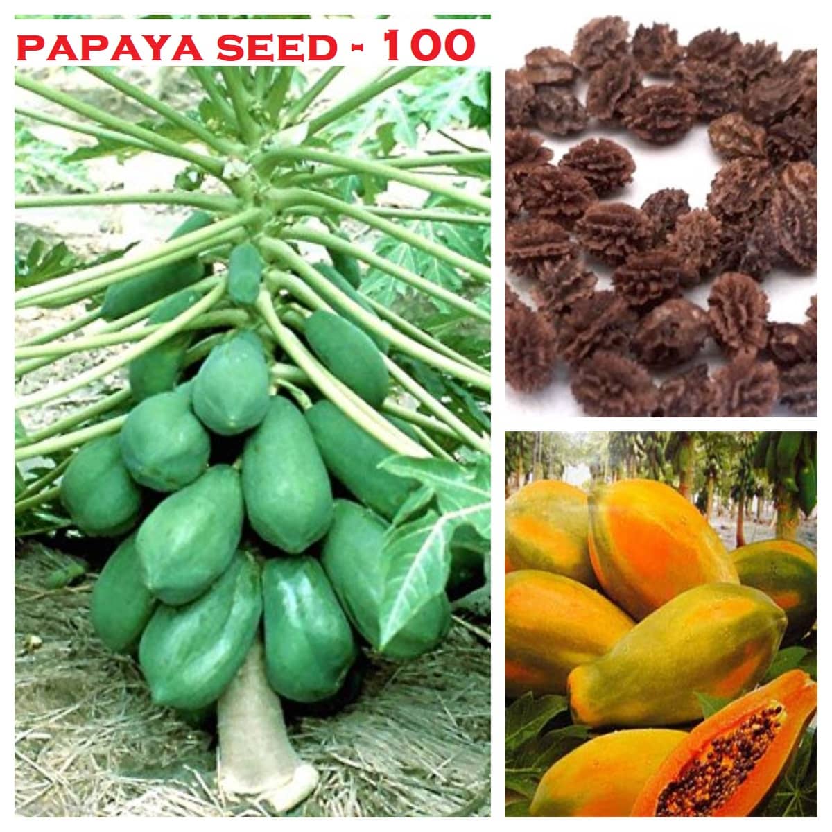 Thai Papaya Organic Variety Dwarf Fruit - 100 Seeds + Instruction Manual