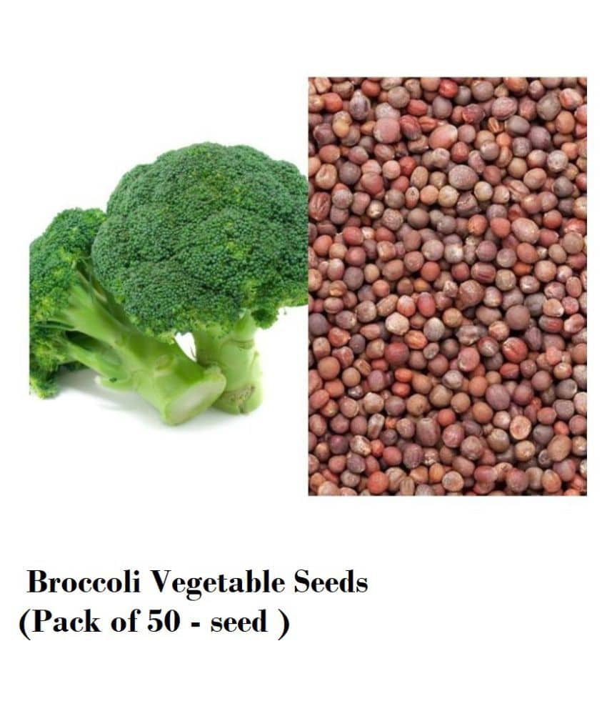 Broccoli Vegetable Seeds (Pack of 50 - seed )
