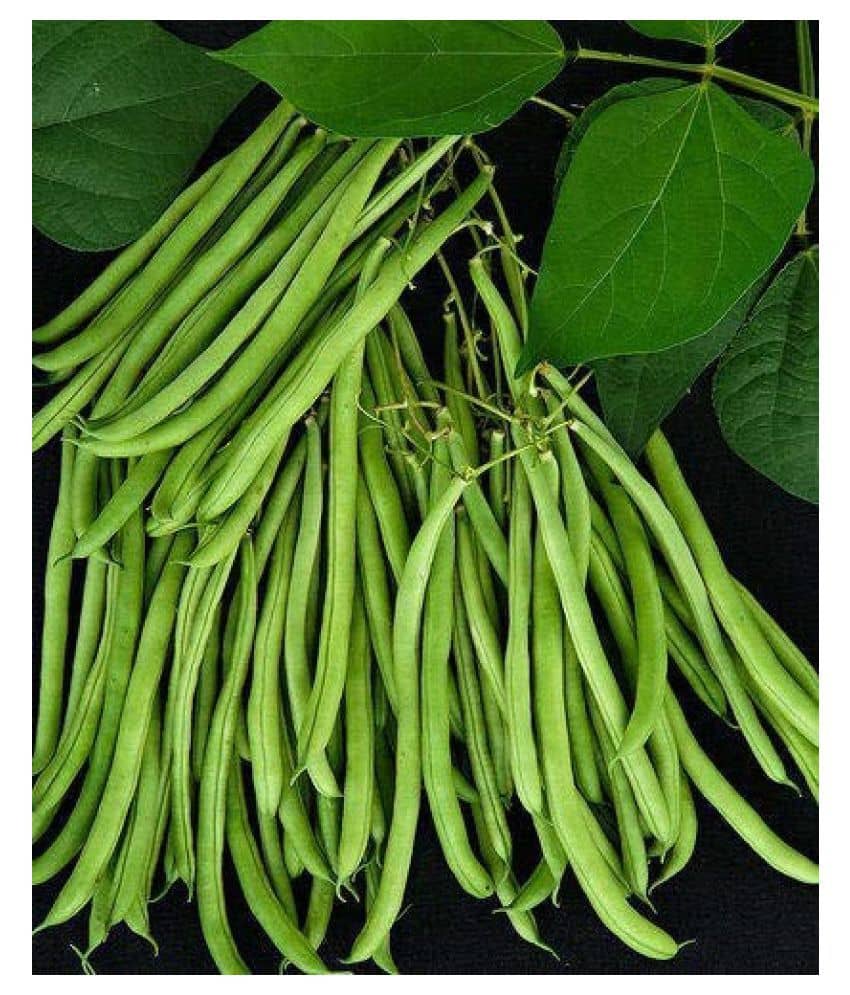 Lobia Hybrid Green Long Beans ( 25 Seeds ) - Lobia ka beej