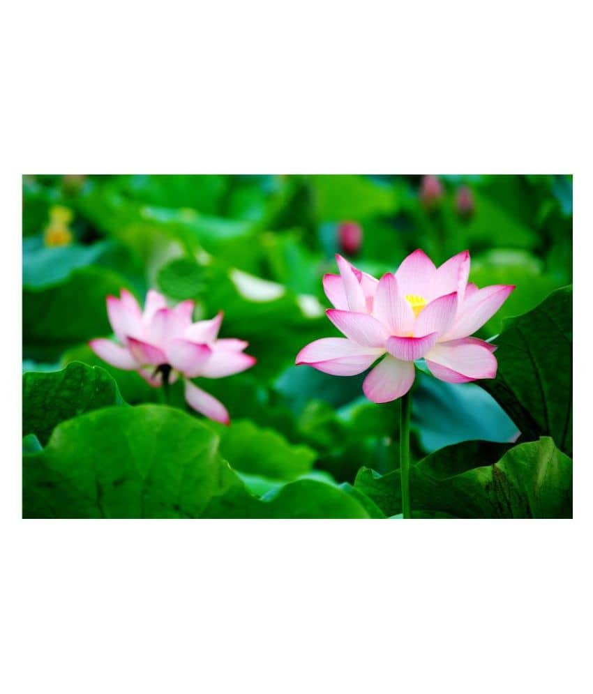 Maruti Organic Seeds Lotus Seeds pink - Indoor For Home Garden - 10 Seeds