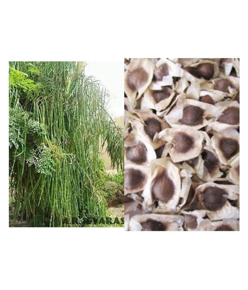 Organic Moringa Drumstick Seeds (Saijan ki Phalli, Saragavo) | pack of 20+ seeds