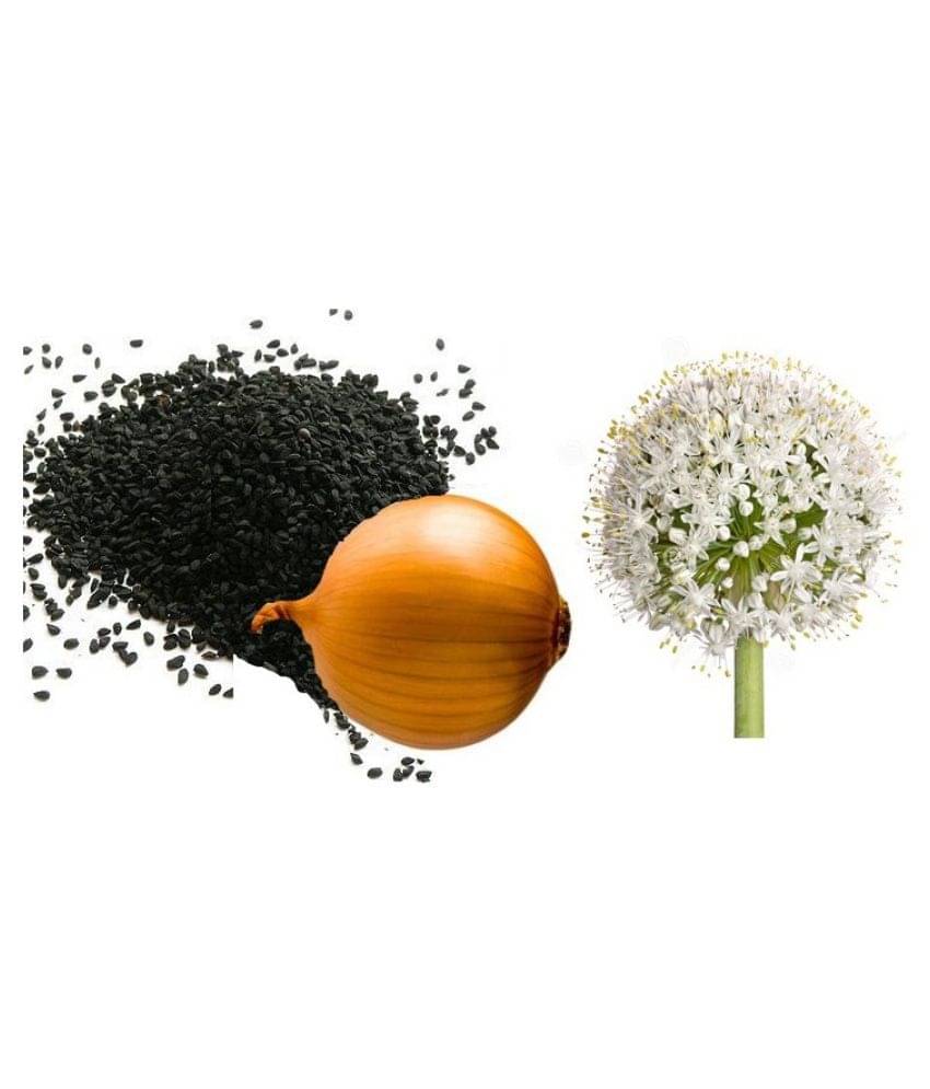 homeagro Onion Seeds, Kanda, Round Shaped Pyaaz Seeds 400 Seeds homeagro Onion Seeds, Kanda, Round Shaped Pyaaz Seeds 400 Seeds