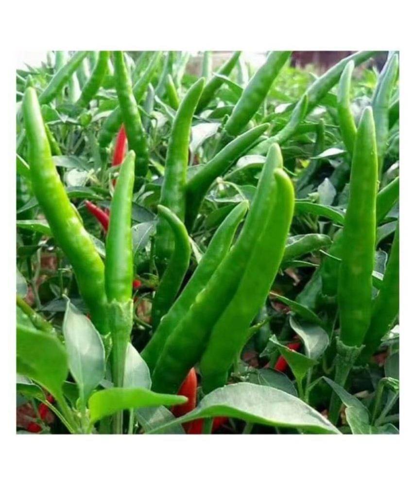     			BS SEEDS Pepper Chilli (Mirchi) Hybrid Bengali Type Seeds | 100 seeds