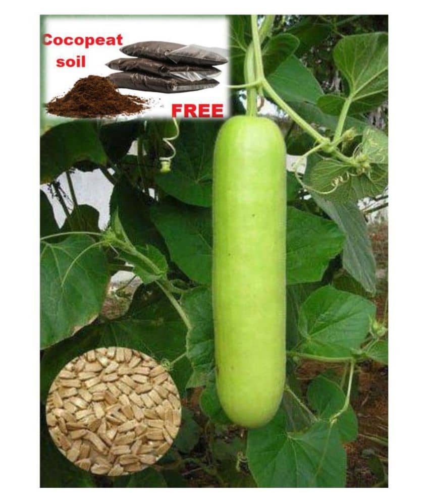 Bottle Gourd F1 Hybrid - 20 seed +soil free - Organic Seeds - For Home And Kitchen Garden | (Pack 20 Seeds) + Instruction Manual