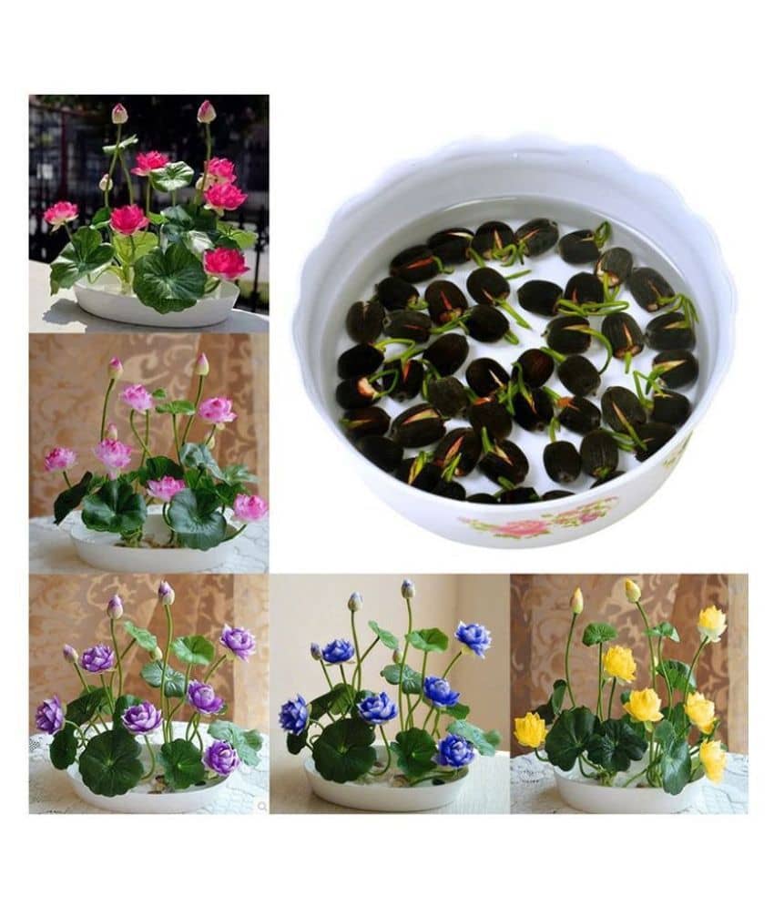 BS SEEDS Lotus Flower Seeds - 20 seed - Pink & White Colors Seeds For Home Garden - 20 Seeds + Instruction Manual