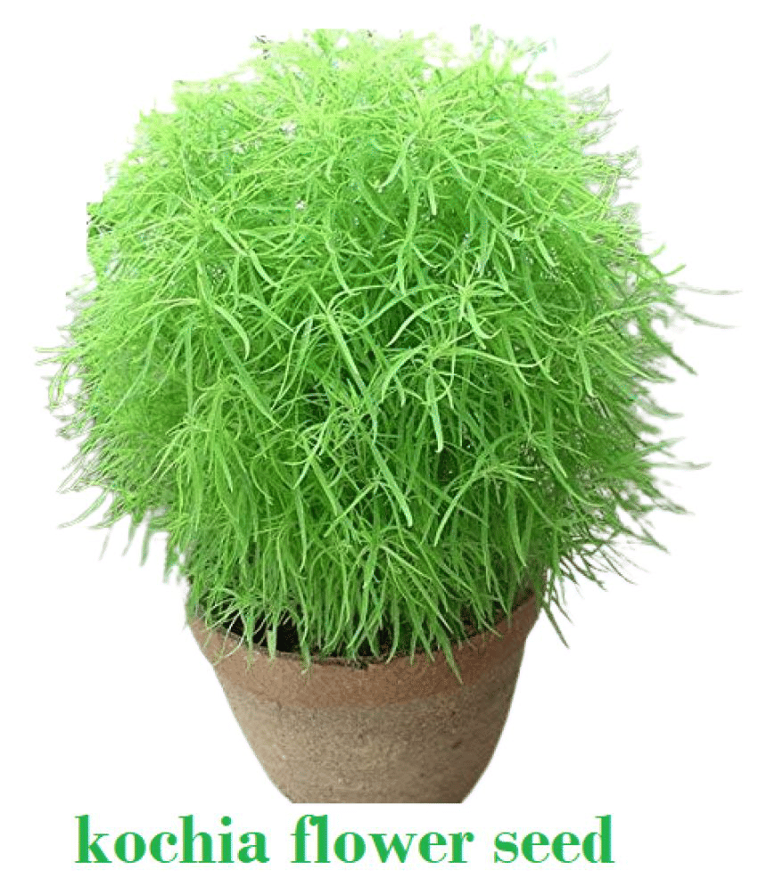 homeagro Kochia Bush Green Flower ( 20 - seed )Special for Home and Balcony Gardening