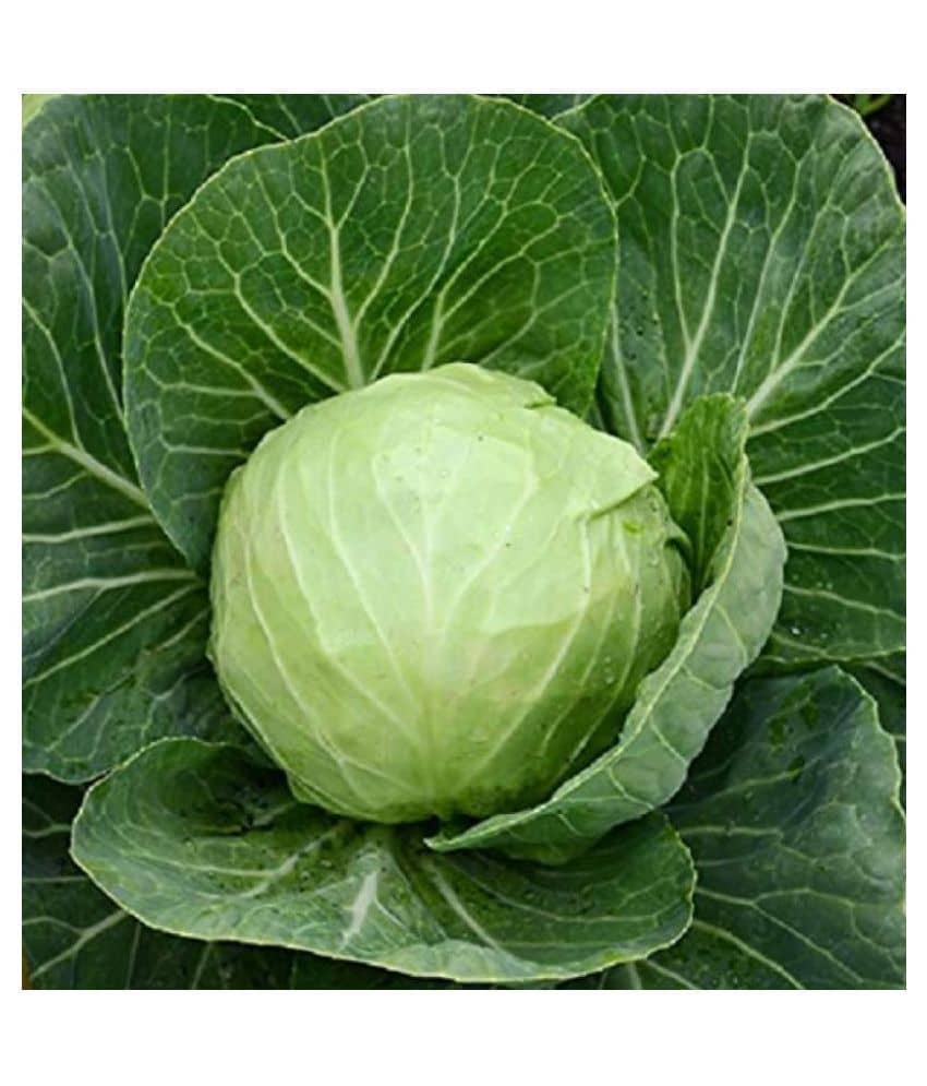 Cabbage Green hybrid Seeds - 25 Seeds Pack