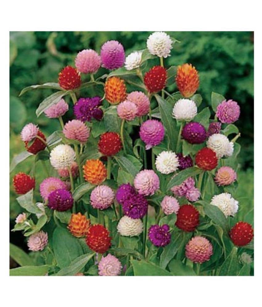 homeagro Gomphrena Choice Mix Flower ( 20 - Seeds ) For Garden - Kitchen Garden