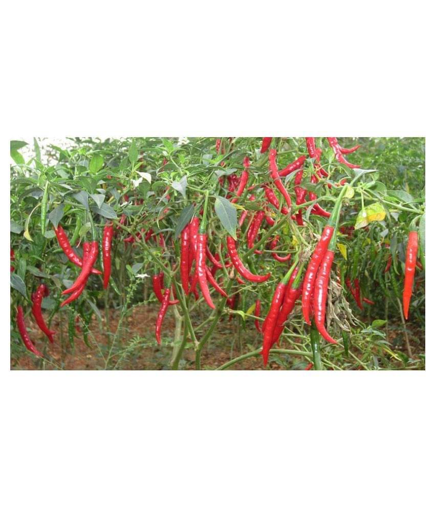 Chilli Jalapeno Pickled Chilli Seeds (Pack of 50 Seeds) Chilli Jalapeno Pickled Chilli Seeds (Pack of 50 Seeds)