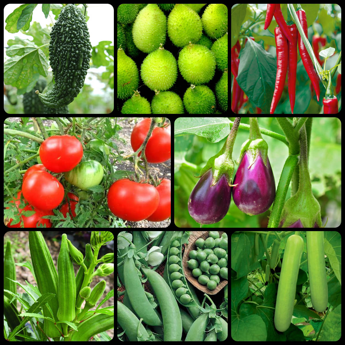 8 Variety of Vegetable Seeds combo - 70 + seed with Instruction Manual 8 Variety of Vegetable Seeds combo - 70 + seed with Instruction Manual