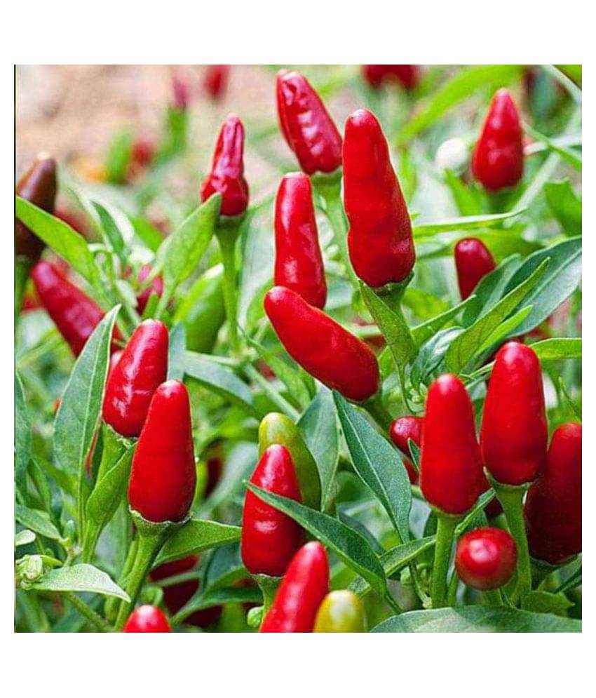 Recron Seeds Hot Pepper Red Chilli Sampurna - Vegetable Pack Of 50 Seeds Recron Seeds Hot Pepper Red Chilli Sampurna - Vegetable Pack Of 50 Seeds
