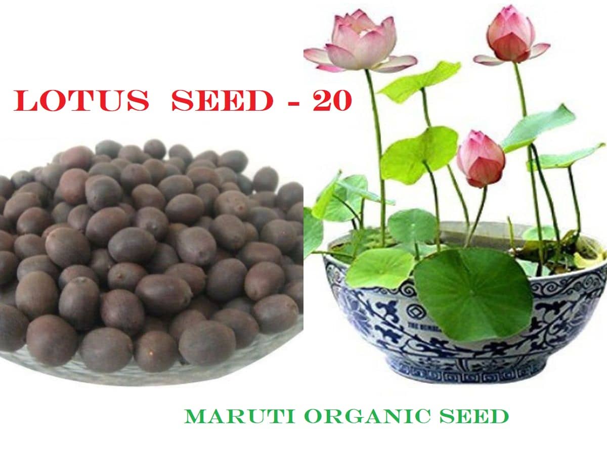 Lotus Pink Colors Flower Seeds For Home Garden | Pack of 20 Seeds with Instruction Manual