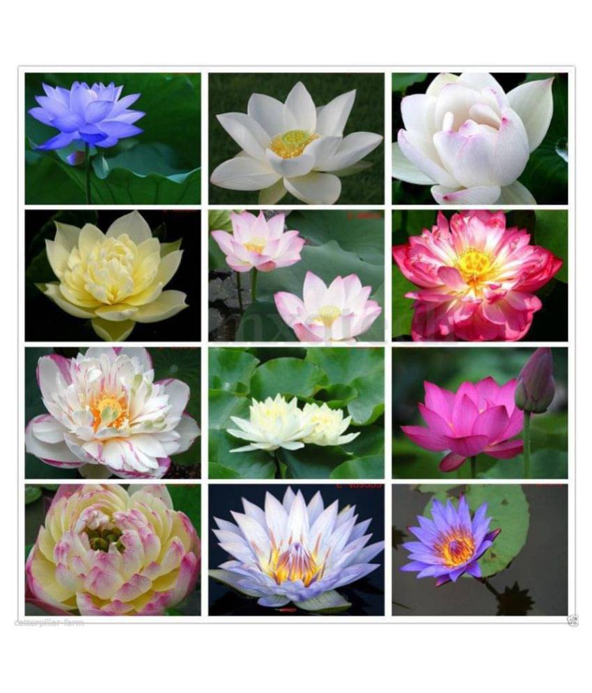     			Mixed Lotus Flower Seeds Combo Pack,Blue,Pink,White,Red,Exotic Lotus 20 Seeds