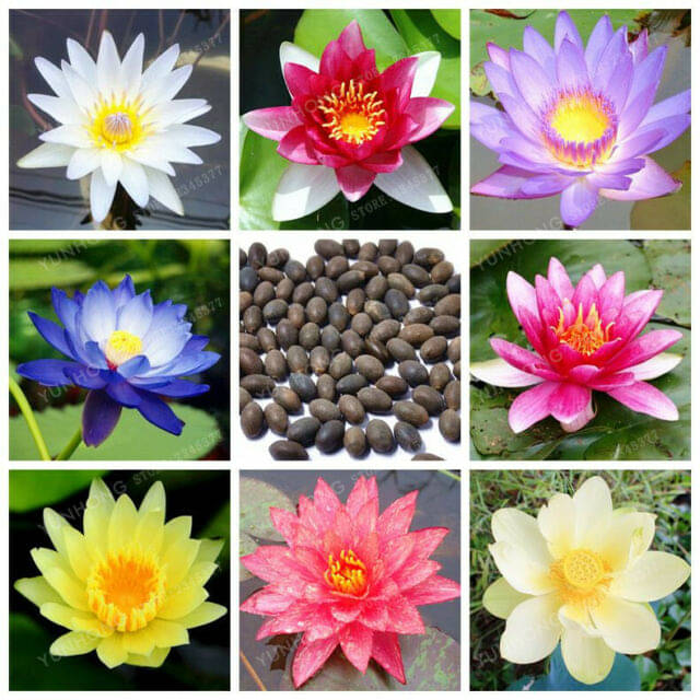     			Mixed Lotus Flower Seeds Combo Pack,Blue,Pink,White,Red,Exotic Lotus 20 Seeds