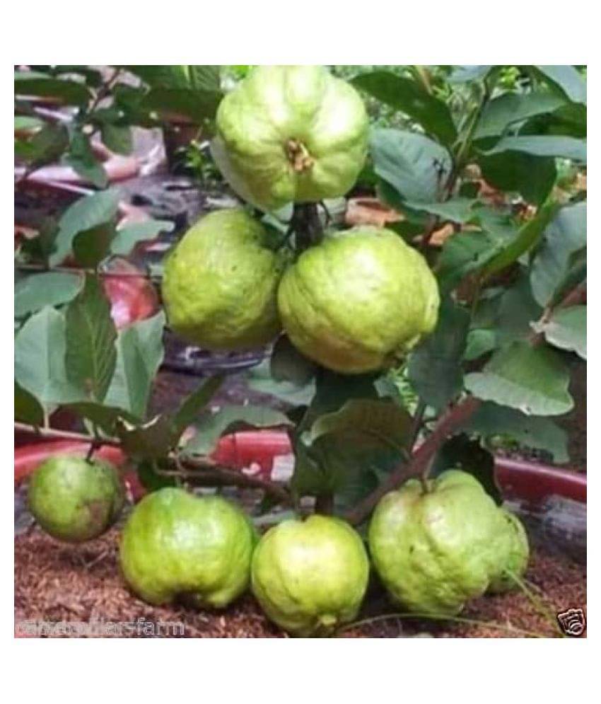     			Gauva Rare Giant Dwarf Thailand Guava Guajava 50 seeds