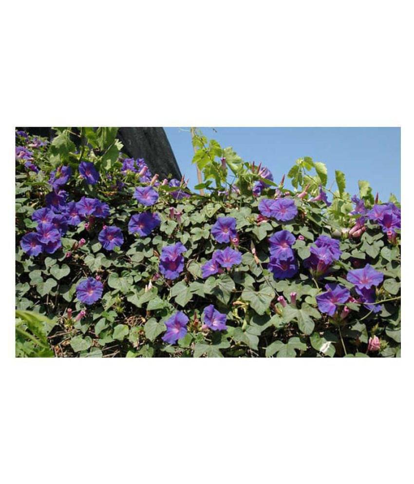     			Ipomeas Flower Seeds with Free cocopeat Soil ( 15 seeds)