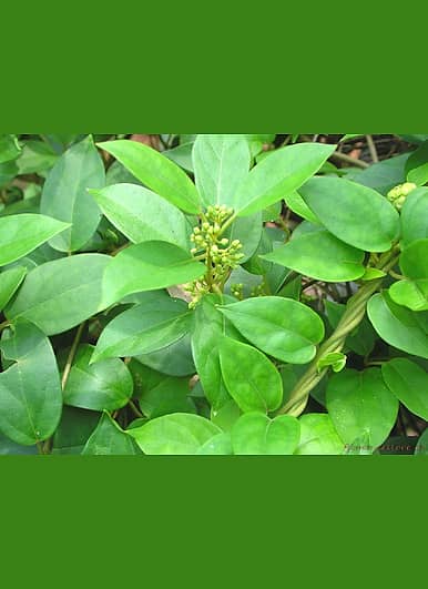 Plantzoin Gurmar Cowplant Gymnema sylvestre Gudamari Live Plant