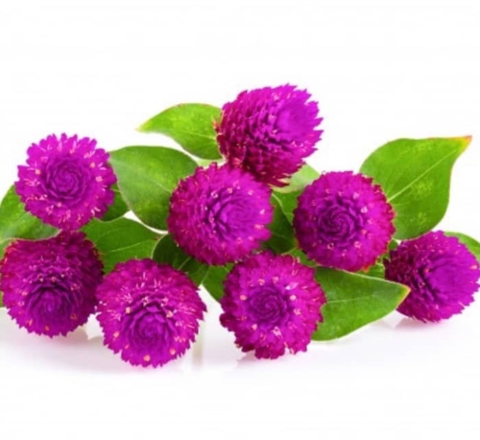Gomphrena purple seeds Flower 20 Seeds